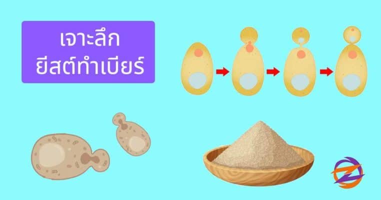 ยีสต์หมักเบียร์
