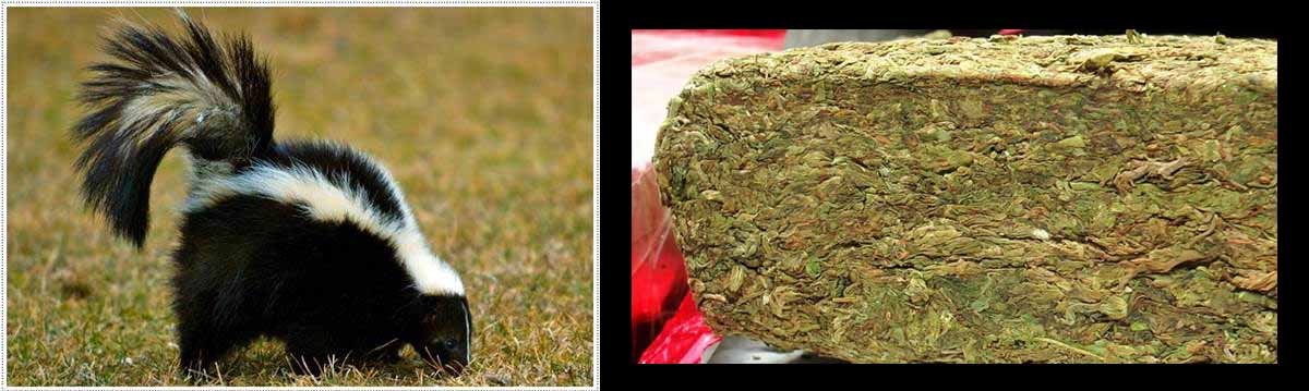 กลิ่นไม่พึงประสงค์ในเบียร์