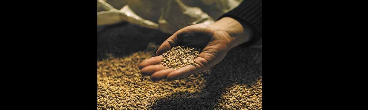 Barley malt คือ