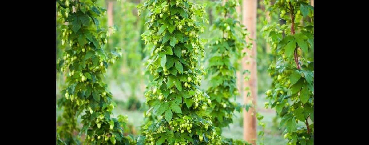 วิธี ทำเบียร์ดื่มเอง